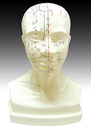 KK-121: Life-size Head acupuncture model
