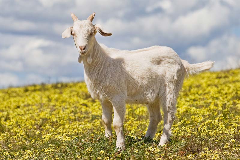 Live Goats