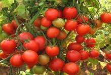 Indian Tomatoes