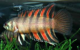 Anabantidae Fish