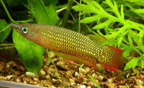 Aplocheilidae Fish
