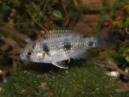 Cichlids Fish