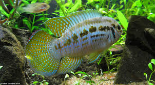 Cyprinidae Fish