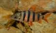 Distichodontidae Fish