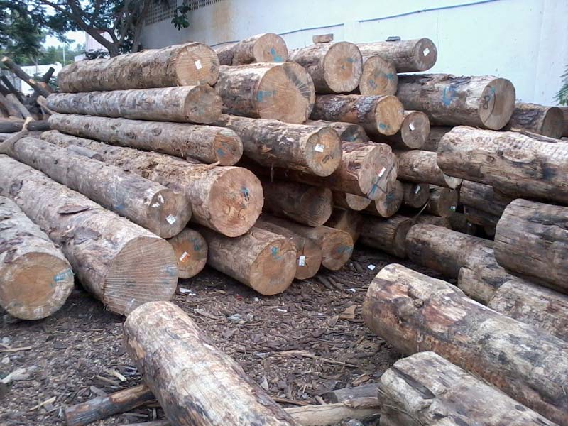 Pine Wood Logs By Nandhi Woods Pine Wood Logs From Bangalore Karnataka