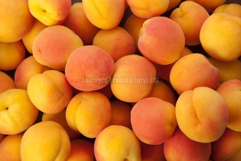 Fresh Apricot