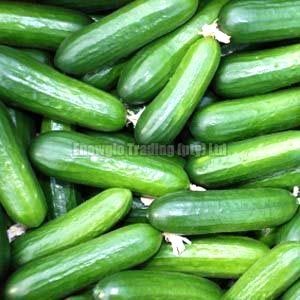 Fresh Green Cucumber