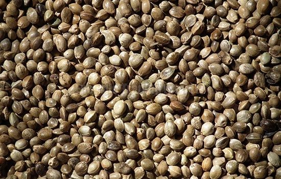 hemp seeds