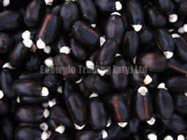 Jatropha Seeds