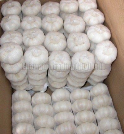 Normal White Garlic