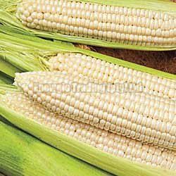 White Whole Sweet Maize