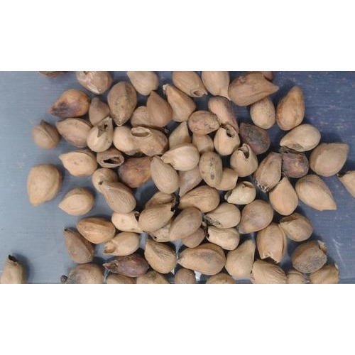 Gmelina Arborea Seeds at Rs 150 / Kilogram in Lucknow - ID: 3084486 ...