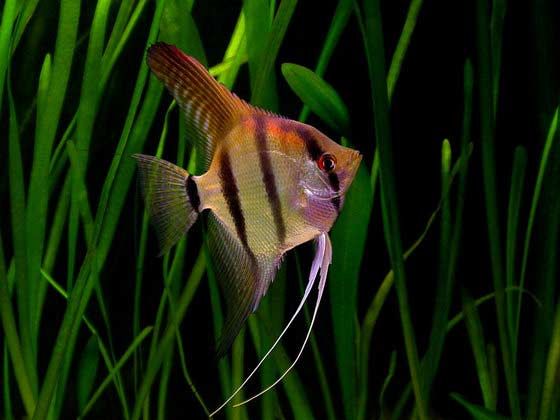 Angel Fish