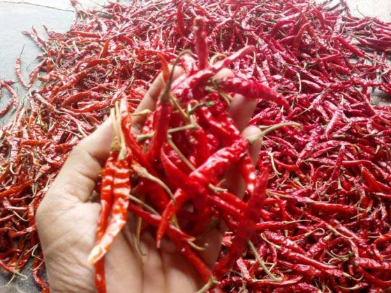 Dried Red Chillies with Stem
