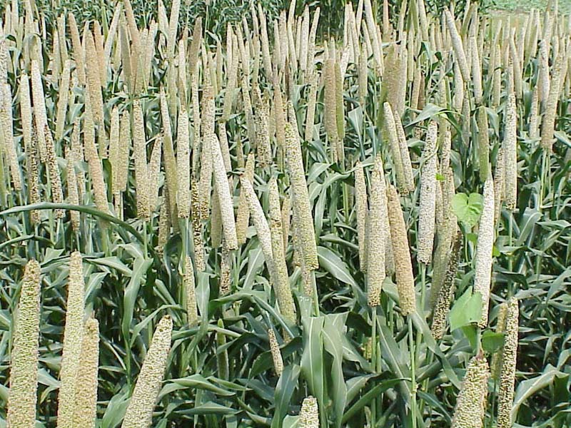 pearl millet