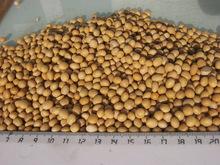 SOYBEAN without GMO
