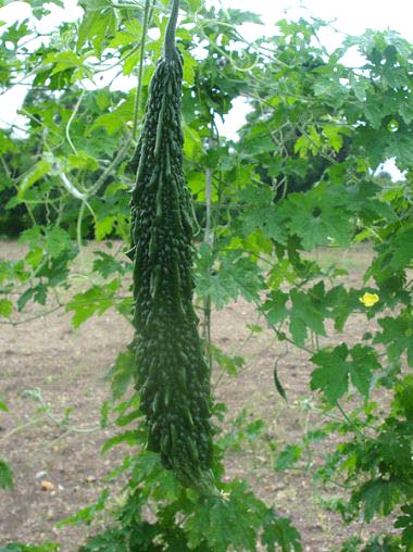 Bitter Gourd Seeds Manufacturer Exporters From Bangalore India