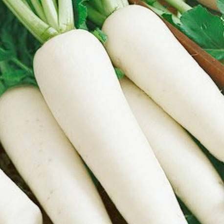 Organic Radish Seeds, Shelf Life : 1year