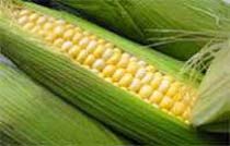 Sweet corn seeds for farming, Color : light yellow