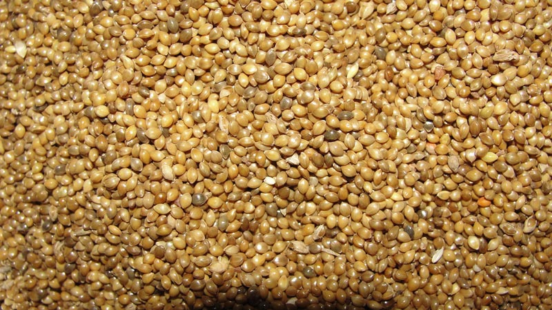 Organic Millet Seeds