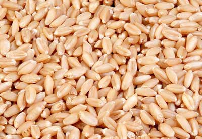 Organic Wheat Seeds