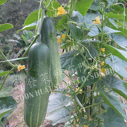 Cucumber SH Tangkak