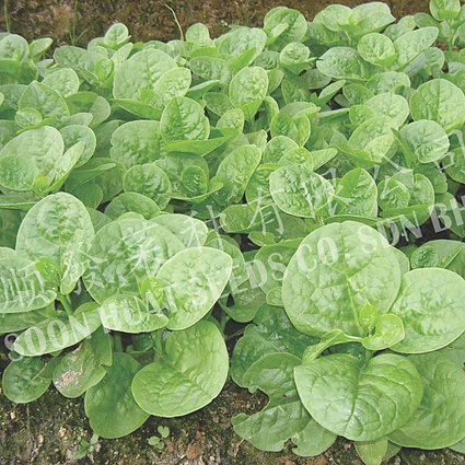 Green Malabar Spinach