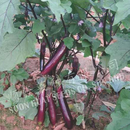 High Yield Eggplant Lily