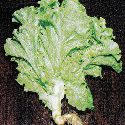 Lettuce Lion's Head