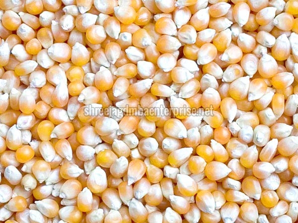 maize seeds