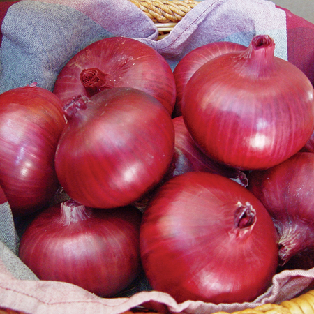 Dark Red Onion Seeds