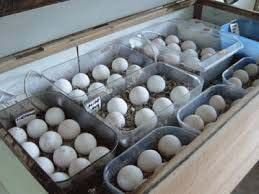 Ostrich Eggs and Birds Available For Sale