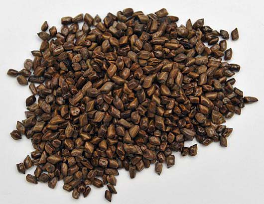 Cassia Tora Seeds