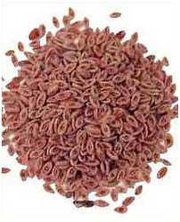 Isabgol Seeds