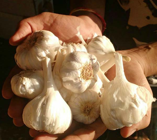 Common farm fresh garlic, for Cooking, Fast Food, Style : Solid