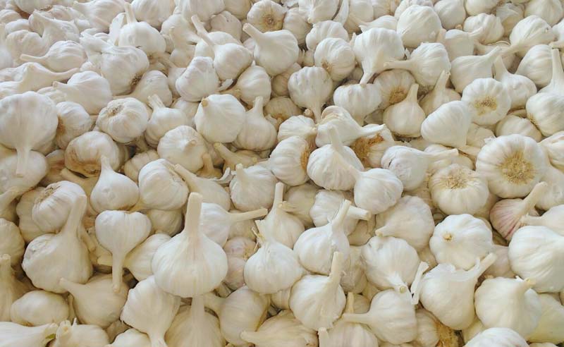 Organic Garlic, Certification : FSSAI