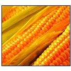 yellow maize