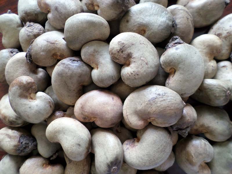 Benin Raw Cashew Nut