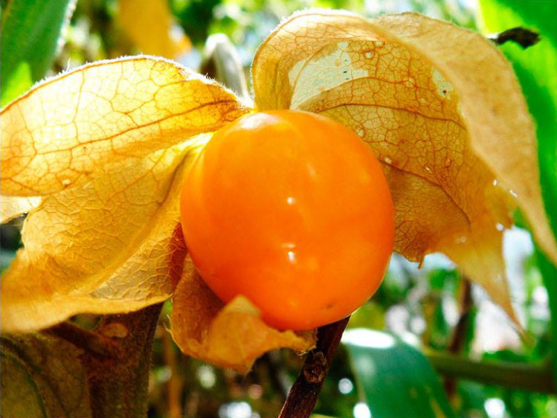 Peruvian Groundcherry