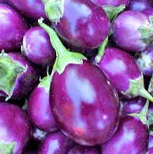 fresh brinjal