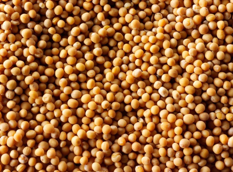 mustard seeds