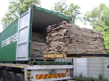 Raw Wet Salted Donkey Skins