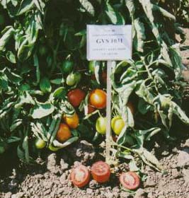 GVS 1031 F1 Tomato Seeds