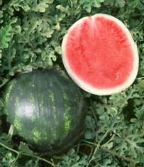 Mini Solitaire F1 Watermelon Seeds
