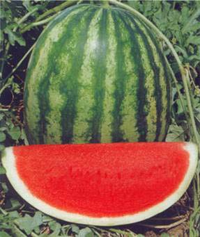 Nena F1 Watermelon Seeds