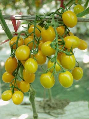 Yellow Jelly Bean F1 Tomato Seeds