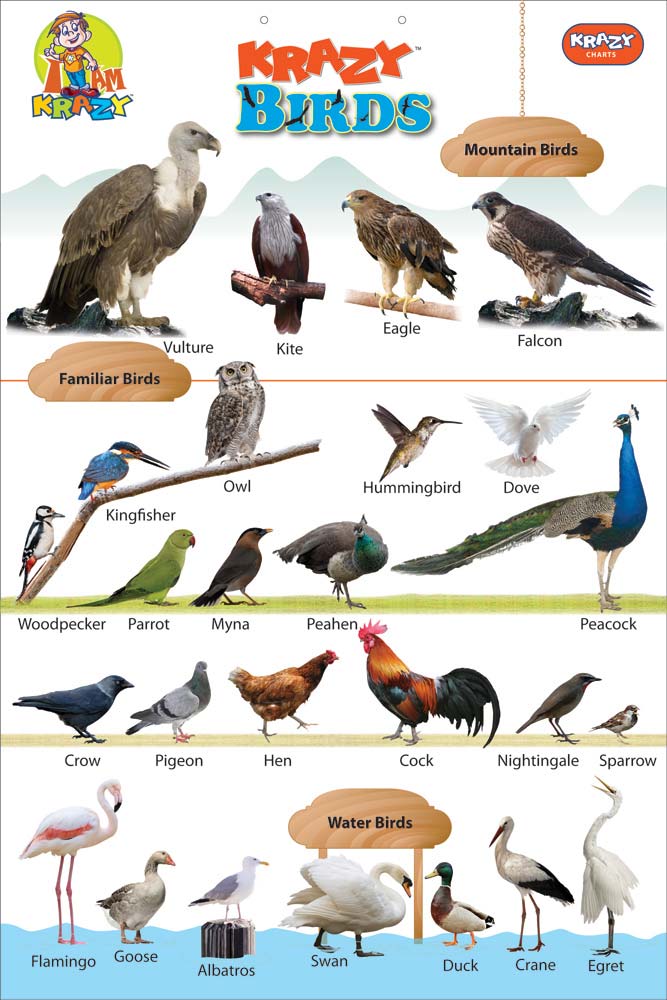 Birds Name Chart