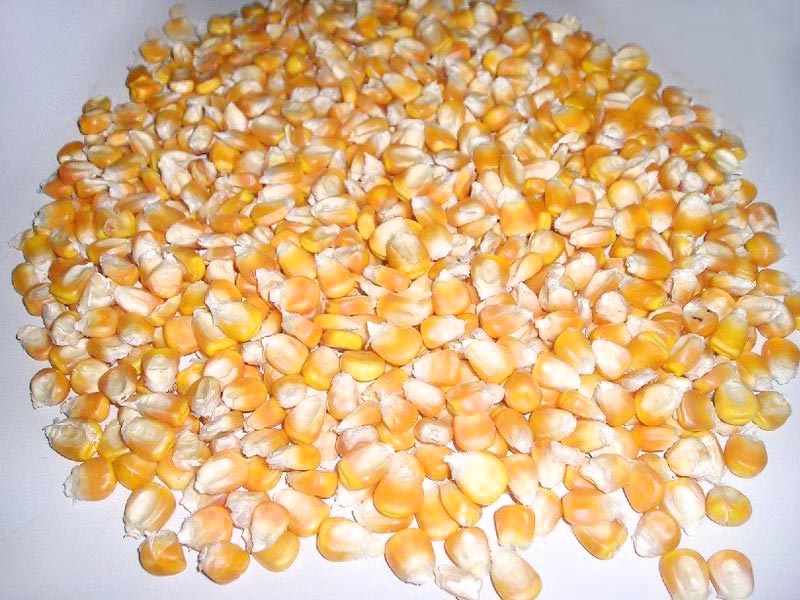 Yellow Maize (Corn)