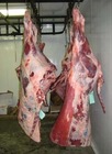 Halal Chilled Lamb