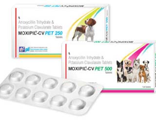 Moxipil-CV PET Tablets